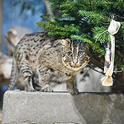 Weihnachtsfreude 2020: Fischkatzen in Hellabrunn ©Fotos: Tierpark Hellabrunn / Marc Müller